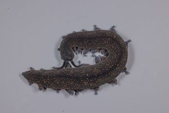 Media type: image;   Invertebrate Zoology 168055 Description: Digital photograph of specimen in life.;